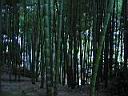 bambusov les